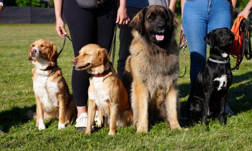 DSC02620-1-scaled DSC02620-1-scaled