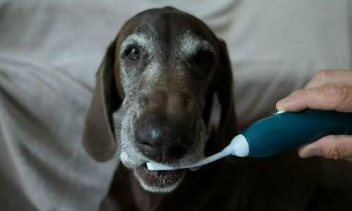 DSC08556-scaled-e1720389477307 DSC08556-scaled-e1720389477307