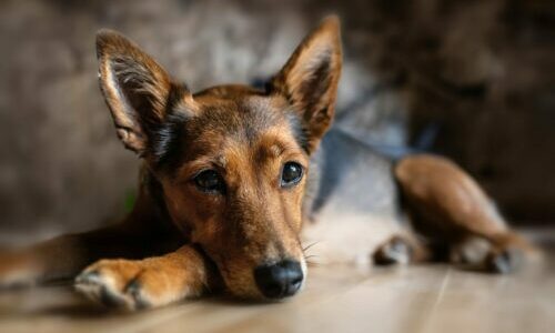 dog-8448345 dog-8448345