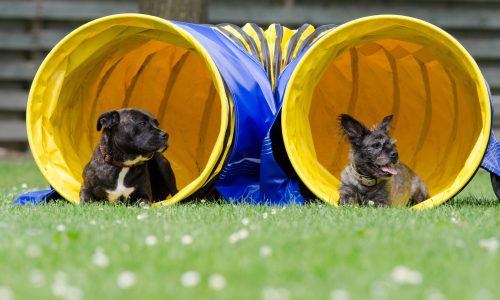 two-dogs-in-the-tunnel-750598